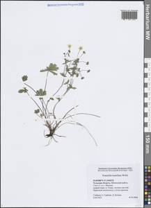 Лапчатка распростертая Willd. ex D.F.K.Schltdl., Восточная Европа, Центральный район (E4) (Россия)