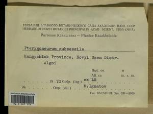 Pterygoneurum subsessile (Brid.) Jur., Гербарий мохообразных, Мхи - Средняя Азия и Казахстан (B16) (Казахстан)