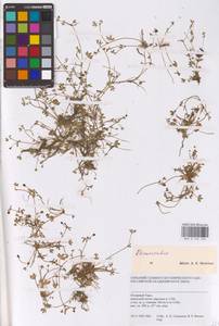 Лютик, Сибирь, Западная Сибирь (S1) (Россия)