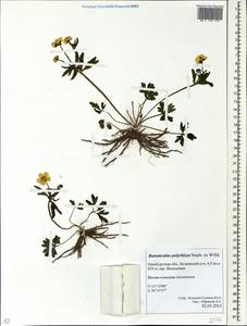 Ranunculus demissus DC., Восточная Европа, Восточный район (E10) (Россия)