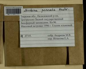 Neckera pennata Hedw., Гербарий мохообразных, Мхи - Центральное Нечерноземье (B6) (Россия)