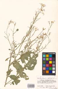 Редька посевная L., Восточная Европа, Московская область и Москва (E4a) (Россия)