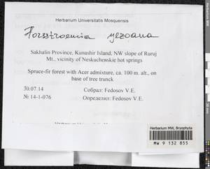Forsstroemia yezoana (Besch.) S. Olsson, Enroth & D. Quandt, Гербарий мохообразных, Мхи - Дальний Восток (без Чукотки и Камчатки) (B20) (Россия)