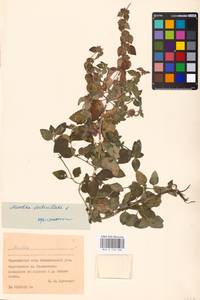 MHA 0 158 488, Mentha × verticillata L., Восточная Европа, Западно-Украинский район (E13) (Украина)