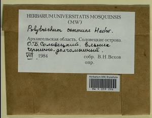 Polytrichum commune Hedw., Гербарий мохообразных, Мхи - Архангельская и Вологодская области, Коми, Ненецкий АО (B7) (Россия)