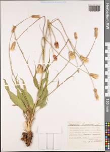 Pseudopodospermum hispanicum subsp. hispanicum, Средняя Азия и Казахстан, Прикаспийский Устюрт и Северное Приаралье (M8) (Казахстан)