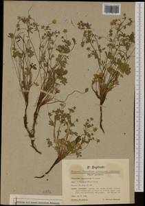 Potentilla heptaphylla subsp. australis (Nyman) Gams, Западная Европа (EUR) (Франция)