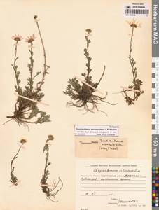 Chrysanthemum zawadzkii subsp. peleiolepis (Trautv.) Zuev, Сибирь, Чукотка и Камчатка (S7) (Россия)