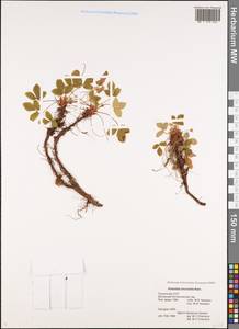 Лапчатка мелкоцветковая Ramond ex DC., Кавказ, Грузия (K4) (Грузия)