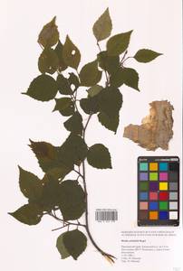 Береза Шмидта, Береза железная Regel, Сибирь, Дальний Восток (S6) (Россия)