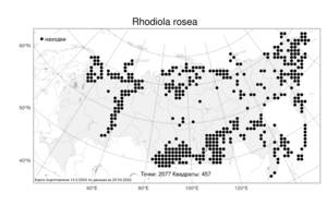 Rhodiola rosea, Родиола розовая, Золотой корень L., Атлас флоры России (FLORUS) (Россия)