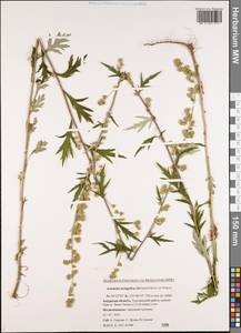 Полынь монгольская (Fisch. ex Besser) Nakai, Сибирь, Дальний Восток (S6) (Россия)