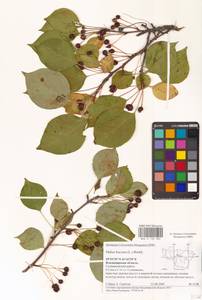 Яблоня ягодная (L.) Borkh., Восточная Европа, Центральный район (E4) (Россия)