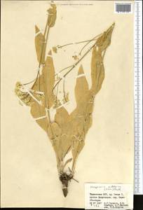Lepidium subalpinum Kom., Средняя Азия и Казахстан, Памир и Памиро-Алай (M2) (Таджикистан)