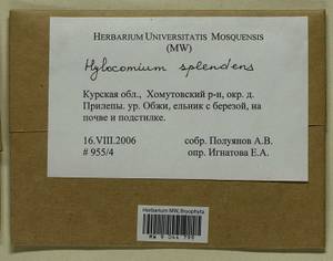 Hylocomium splendens (Hedw.) Schimp., Гербарий мохообразных, Мхи - Центральное Черноземье (B10) (Россия)