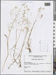 Трясунка средняя L., Кавказ, Черноморское побережье (от Новороссийска до Адлера) (K3) (Россия)