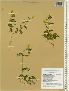 Горошек гибридный L., Зарубежная Азия (ASIA) (Кипр)