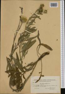 Centaurea rumelica Boiss., Западная Европа (EUR) (Болгария)