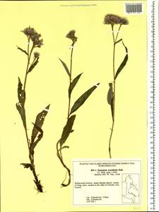 Saussurea nuda var. oxyodonta (Hultén) Vorosch., Сибирь, Дальний Восток (S6) (Россия)