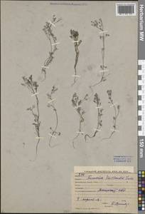 Дымянка Вайяна Loisel., Средняя Азия и Казахстан, Сырдарьинские пустыни и Кызылкумы (M7) (Узбекистан)