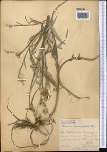 Кузиния ложномягкая C. Winkl., Средняя Азия и Казахстан, Сырдарьинские пустыни и Кызылкумы (M7) (Узбекистан)