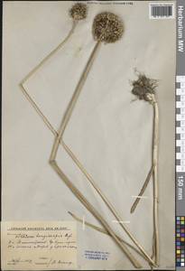 Чеснок L., Средняя Азия и Казахстан, Западный Тянь-Шань и Каратау (M3) (Узбекистан)