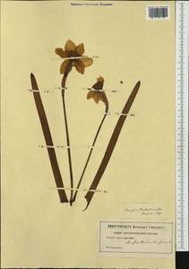 Narcissus pseudonarcissus L., Западная Европа (EUR) (Неизвестно)