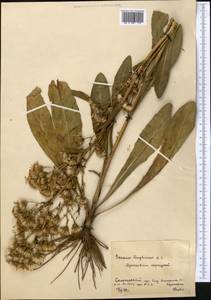 Jacobaea racemosa subsp. kirghisica (DC.) Galasso & Bartolucci, Средняя Азия и Казахстан, Северный и Центральный Казахстан (M10) (Казахстан)