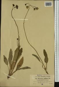 Hieracium pallidum Biv., Западная Европа (EUR) (Франция)