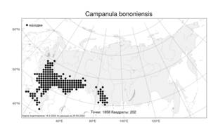 Campanula bononiensis, Колокольчик болонский L., Атлас флоры России (FLORUS) (Россия)