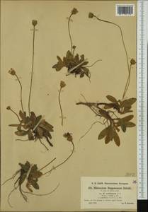 Pilosella leucopsilon subsp. leucopsilon, Западная Европа (EUR) (Босния и Герцеговина)
