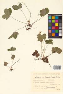 Geum ternatum subsp. ternatum, Сибирь, Дальний Восток (S6) (Россия)