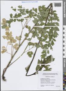 Василисник простой L., Восточная Европа, Центральный район (E4) (Россия)