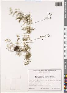 Utricularia aurea Lour., Зарубежная Азия (ASIA) (Шри-Ланка)