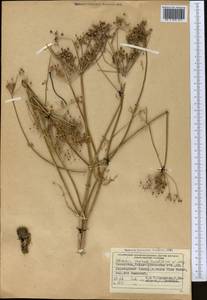 Шренкия влагалищная (Ledeb.) Fisch. & C.A.Mey., Средняя Азия и Казахстан, Джунгарский Алатау и Тарбагатай (M5) (Казахстан)