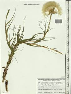 Козлобородник Горского Rchb. fil., Восточная Европа, Белоруссия (E3a) (Белоруссия)