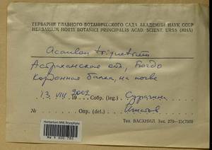 Acaulon triquetrum (Spruce) Müll. Hal., Гербарий мохообразных, Мхи - Нижний Дон и Нижняя Волга (B11) (Россия)