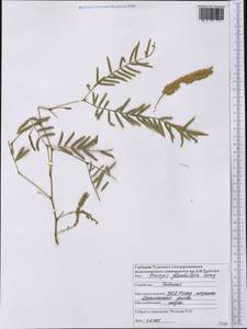 Prosopis glandulosa Torr., Америка (AMER) (США)