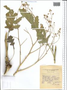 Brassicaceae, Средняя Азия и Казахстан, Западный Тянь-Шань и Каратау (M3) (Таджикистан)
