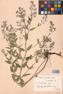 MHA 0 155 703, Nepeta ucranica subsp. parviflora (M.Bieb.) M.Masclans de Bolos, Восточная Европа, Южно-Украинский район (E12) (Украина)