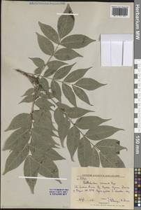 Бархат амурский Rupr., Сибирь, Дальний Восток (S6) (Россия)