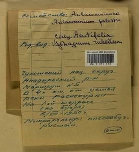 Aulacomnium palustre (Hedw.) Schwägr., Гербарий мохообразных, Мхи - Чукотка и Камчатка (B21) (Россия)