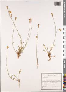 Колокольчик, Зарубежная Азия (ASIA) (Иран)