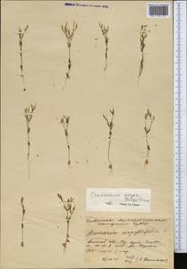 Centaurium pulchellum var. meyeri (Bunge) Omer, Средняя Азия и Казахстан, Прикаспийский Устюрт и Северное Приаралье (M8) (Казахстан)