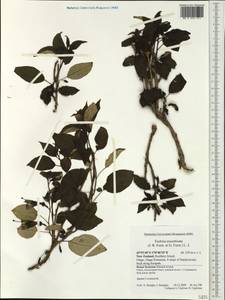 Fuchsia excorticata (J. R. & G. Forst.) L. fil., Австралия и Океания (AUSTR) (Новая Зеландия)
