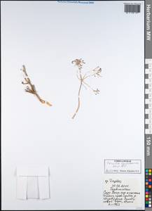 Ферула хвощевидная Koso-Pol., Средняя Азия и Казахстан, Памир и Памиро-Алай (M2) (Таджикистан)