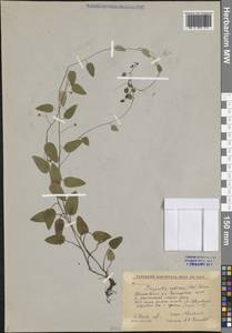 Trigonotis radicans subsp. sericea (Maxim.) Riedl, Сибирь, Дальний Восток (S6) (Россия)