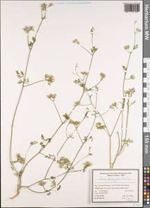 Пупырник тонколистный, Торилис тонколистный (L.) Rchb. fil., Зарубежная Азия (ASIA) (Иран)