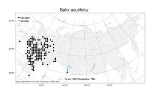 Salix acutifolia, Ива остролистная, Верба Willd., Атлас флоры России (FLORUS) (Россия)