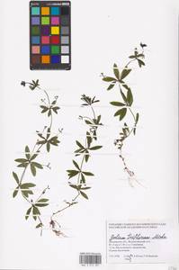 Подмаренник трехцветковый Michx., Восточная Европа, Московская область и Москва (E4a) (Россия)